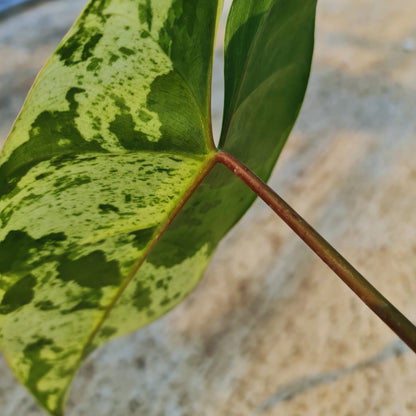 Philodendron iLsemanii Variegated Tropical Plants KOKONATPLANT
