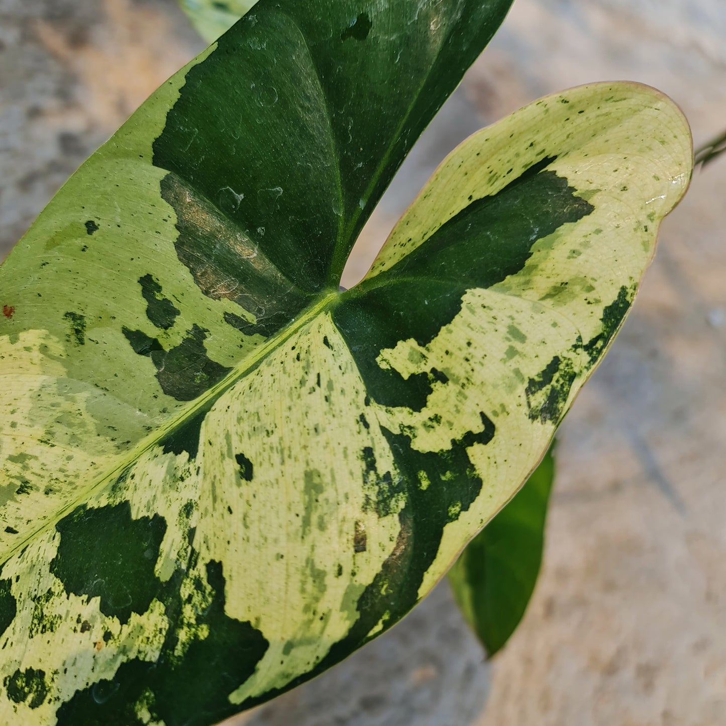 Philodendron iLsemanii Variegated Tropical Plants KOKONATPLANT