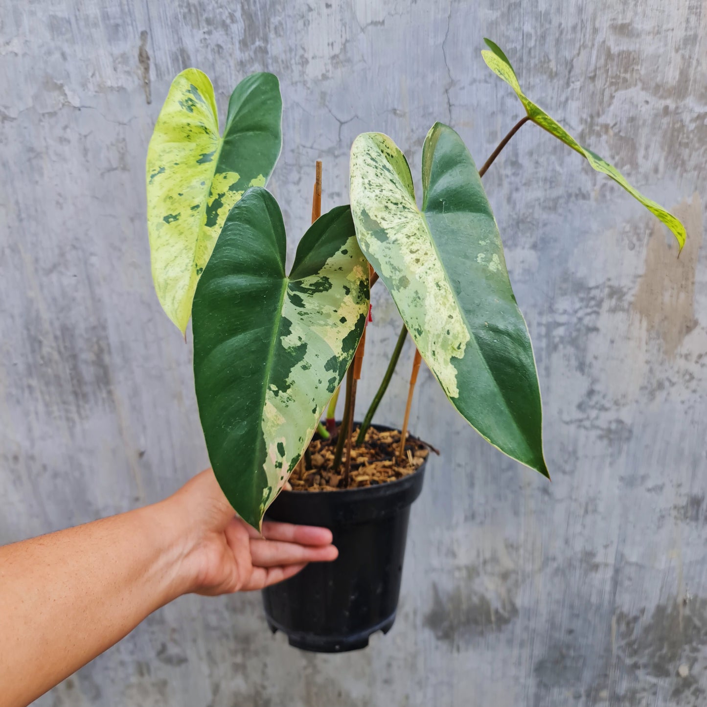 Philodendron iLsemanii Variegated Tropical Plants KOKONATPLANT