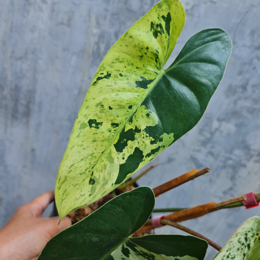 Philodendron iLsemanii Variegated Tropical Plants KOKONATPLANT