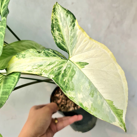Syngonium White Butterfly Variegated Tropical Plants KOKONATPLANT