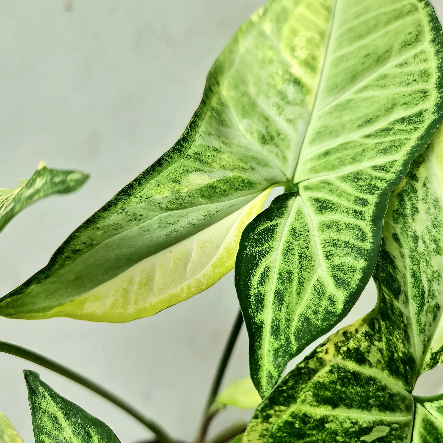 Syngonium White Butterfly Variegated Tropical Plants KOKONATPLANT