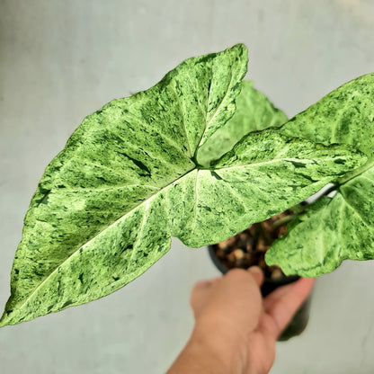 Syngonium Green Freckles Allusion Tropical Plants KOKONATPLANT