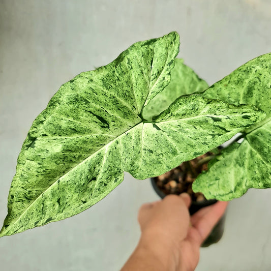 Syngonium Green Freckles Allusion Tropical Plants KOKONATPLANT
