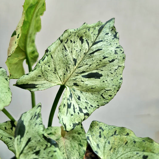 Syngonium Green Splash Tropical Plants KOKONATPLANT