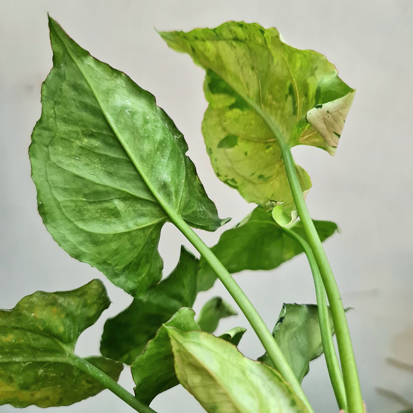 Syngonium Green Splash Tropical Plants KOKONATPLANT