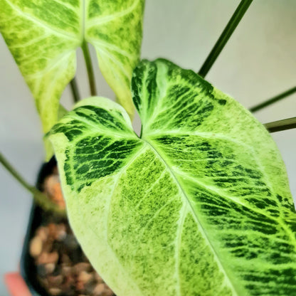 Syngonium Batik Variegated Tropical Plants KOKONATPLANT