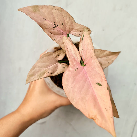 Syngonium Pink Emerald Tropical Plants KOKONATPLANT