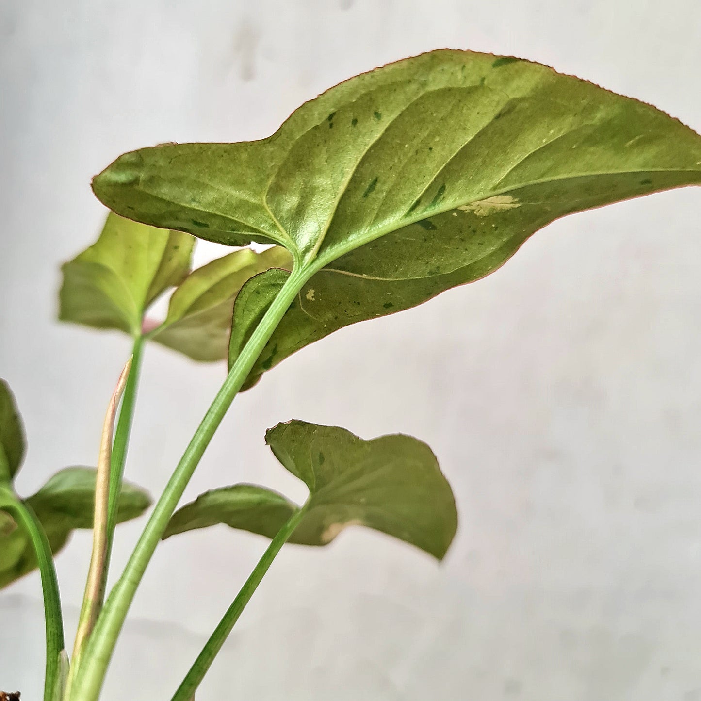 Syngonium Pink Emerald Tropical Plants KOKONATPLANT