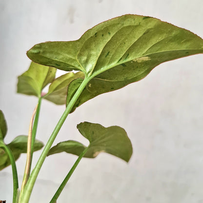 Syngonium Pink Emerald Tropical Plants KOKONATPLANT