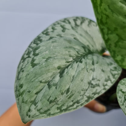 Scindapsus Silver Queen Tropical Plants