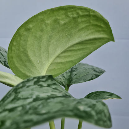 Scindapsus Silver Queen Tropical Plants