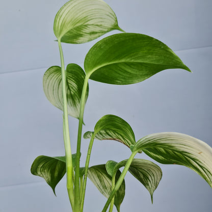 Scindapsus White Monster Tropical Plants KOKONATPLANT