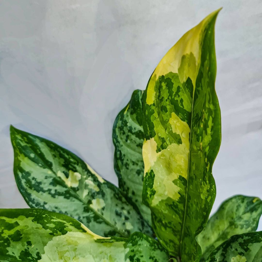 Aglaonema Commutatum variegated SMALL Tropical Plants KOKONATPLANT