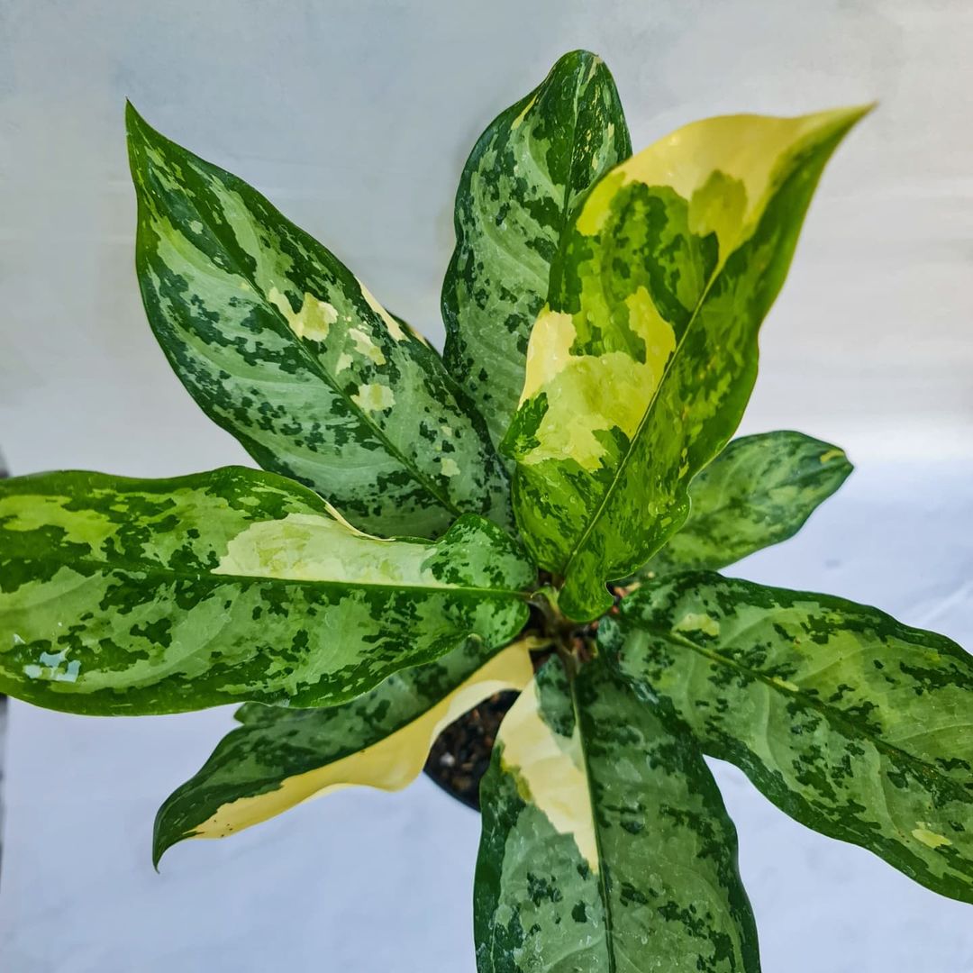 Aglaonema Commutatum variegated SMALL Tropical Plants KOKONATPLANT