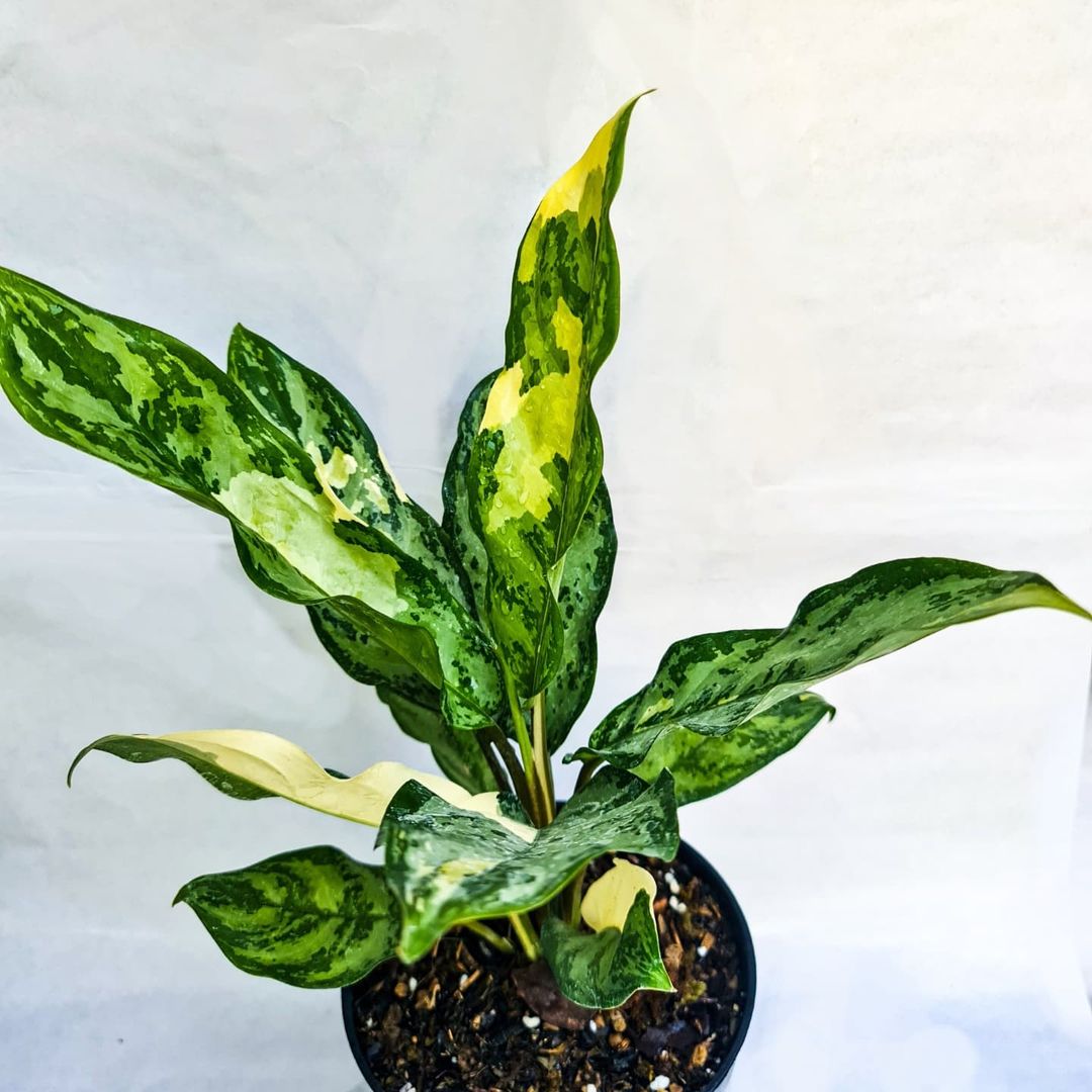 Aglaonema Commutatum variegated SMALL Tropical Plants KOKONATPLANT