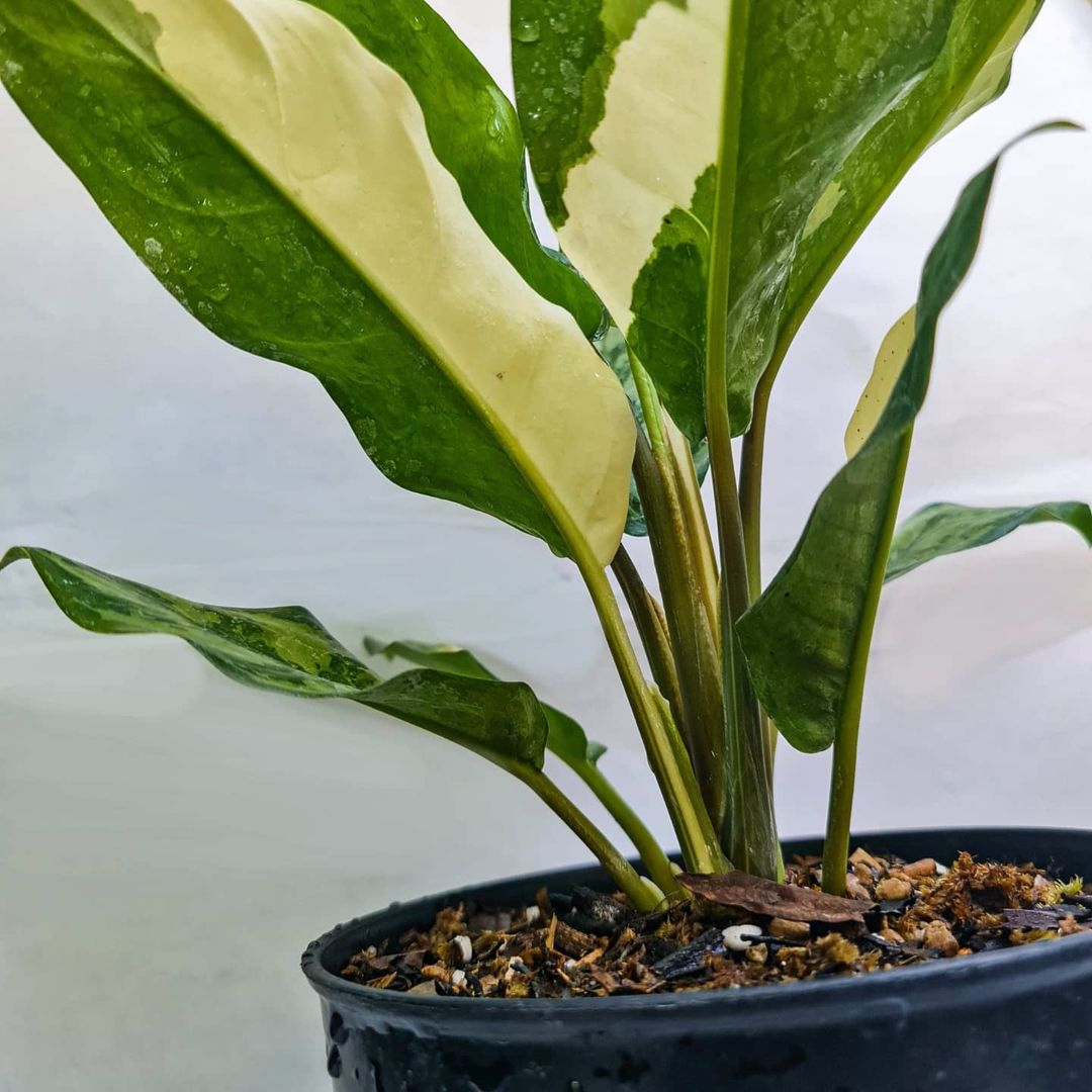 Aglaonema Commutatum variegated SMALL Tropical Plants KOKONATPLANT