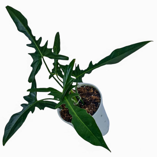 Philodendron Longilobatum Tropical Plants KOKONATPLANT
