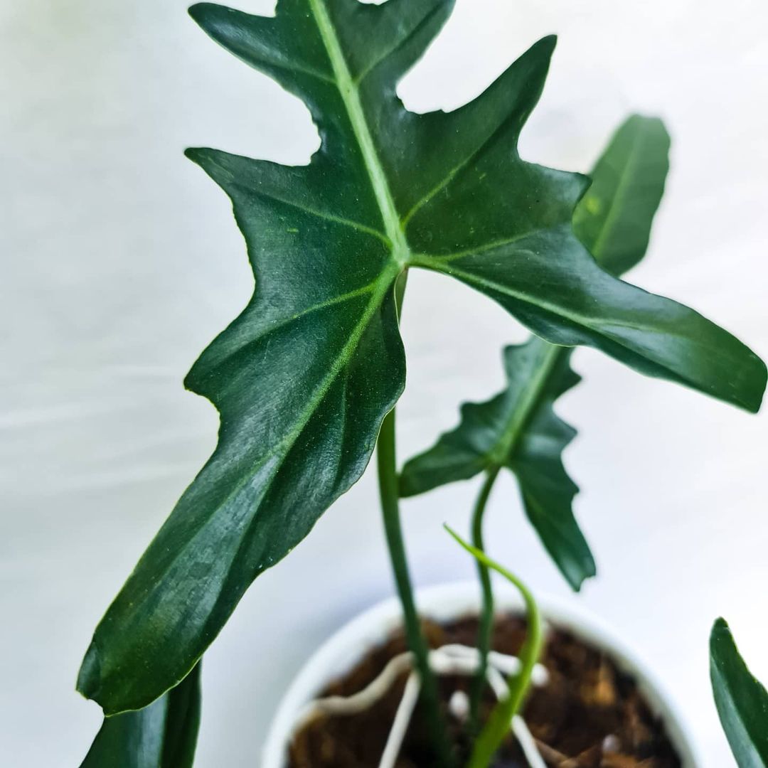 Philodendron Longilobatum Tropical Plants KOKONATPLANT