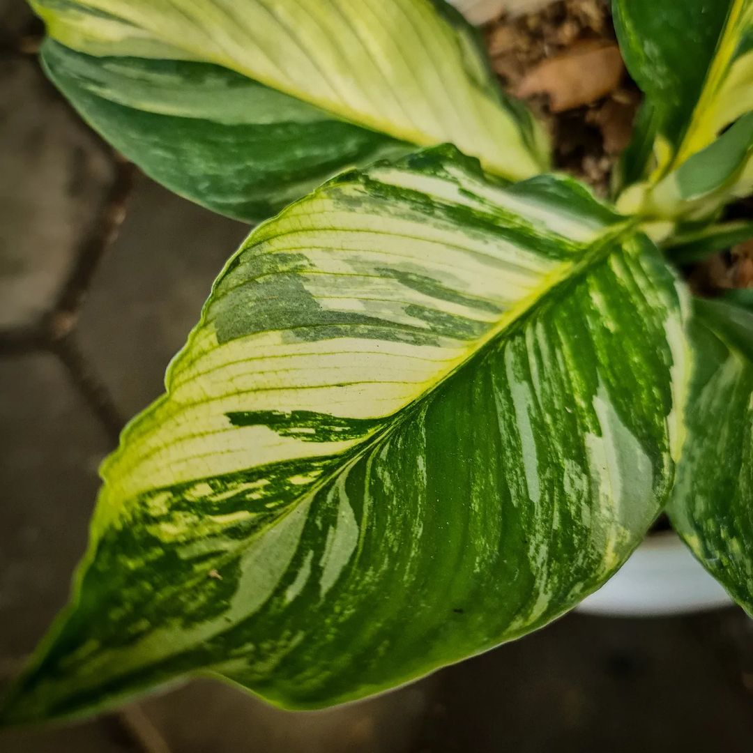 Spatiphyllum Sensation Variegated Tropical plants KOKONATPLANT