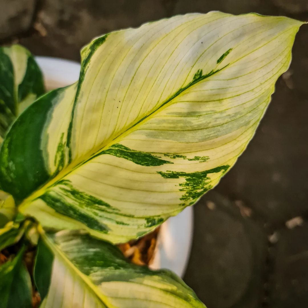 Spatiphyllum Sensation Variegated Tropical plants KOKONATPLANT