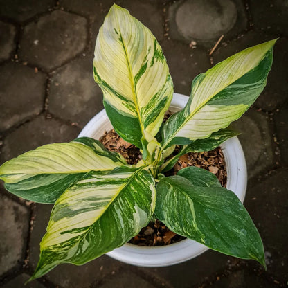 Spatiphyllum Sensation Variegated Tropical plants KOKONATPLANT