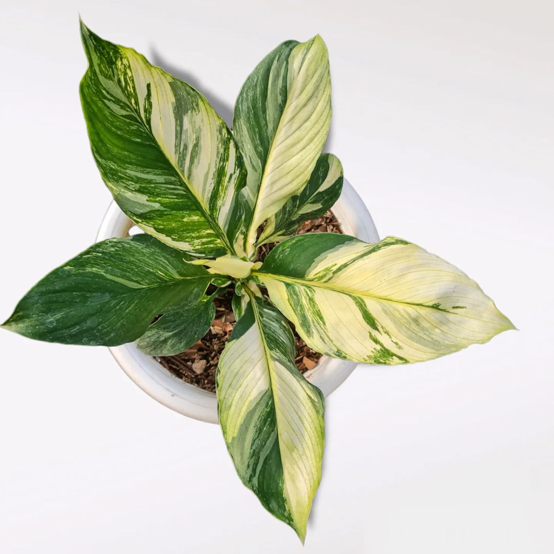 Spatiphyllum Sensation Variegated Tropical plants KOKONATPLANT