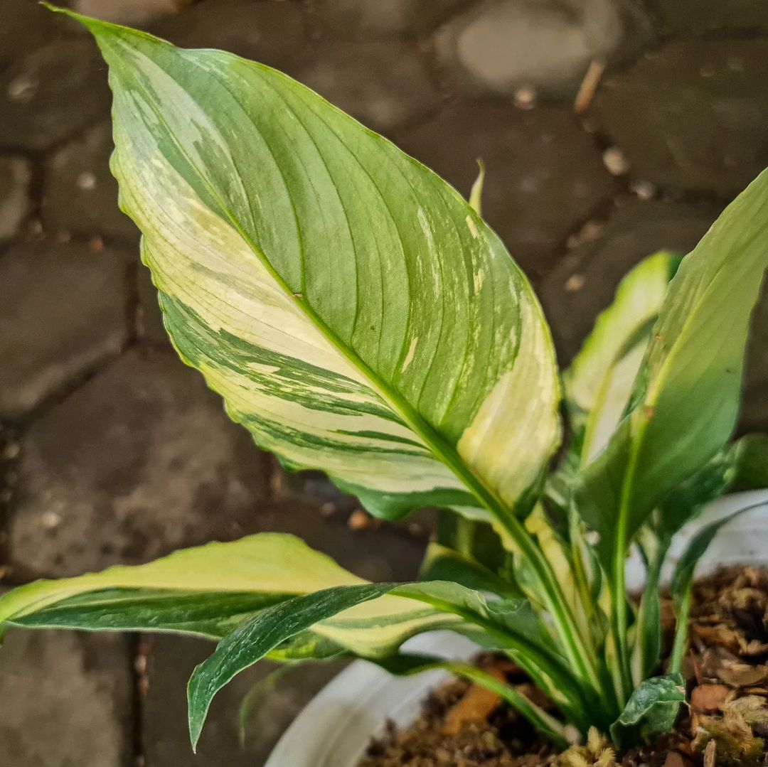 Spatiphyllum Sensation Variegated Tropical plants KOKONATPLANT