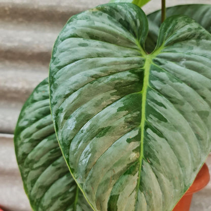 Philodendron Sodiroi KOKONATPLANT