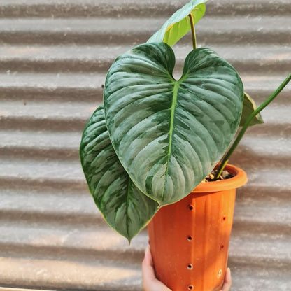 Philodendron Sodiroi KOKONATPLANT