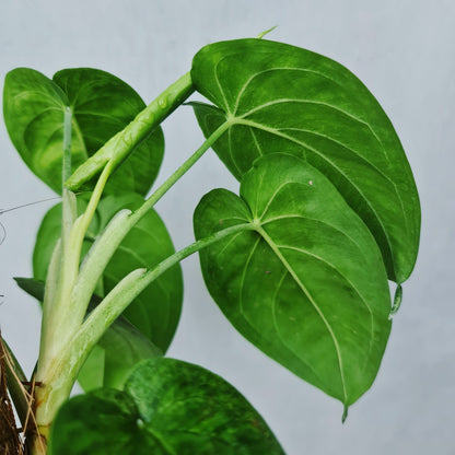 Syngonium Macrophyllum Frosted Heart Tropical Plants KOKONATPLANT