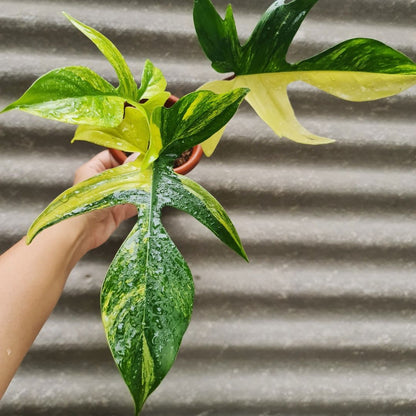 Philodendron Florida Beauty Variegated Tropical Plants KOKONATPLANT