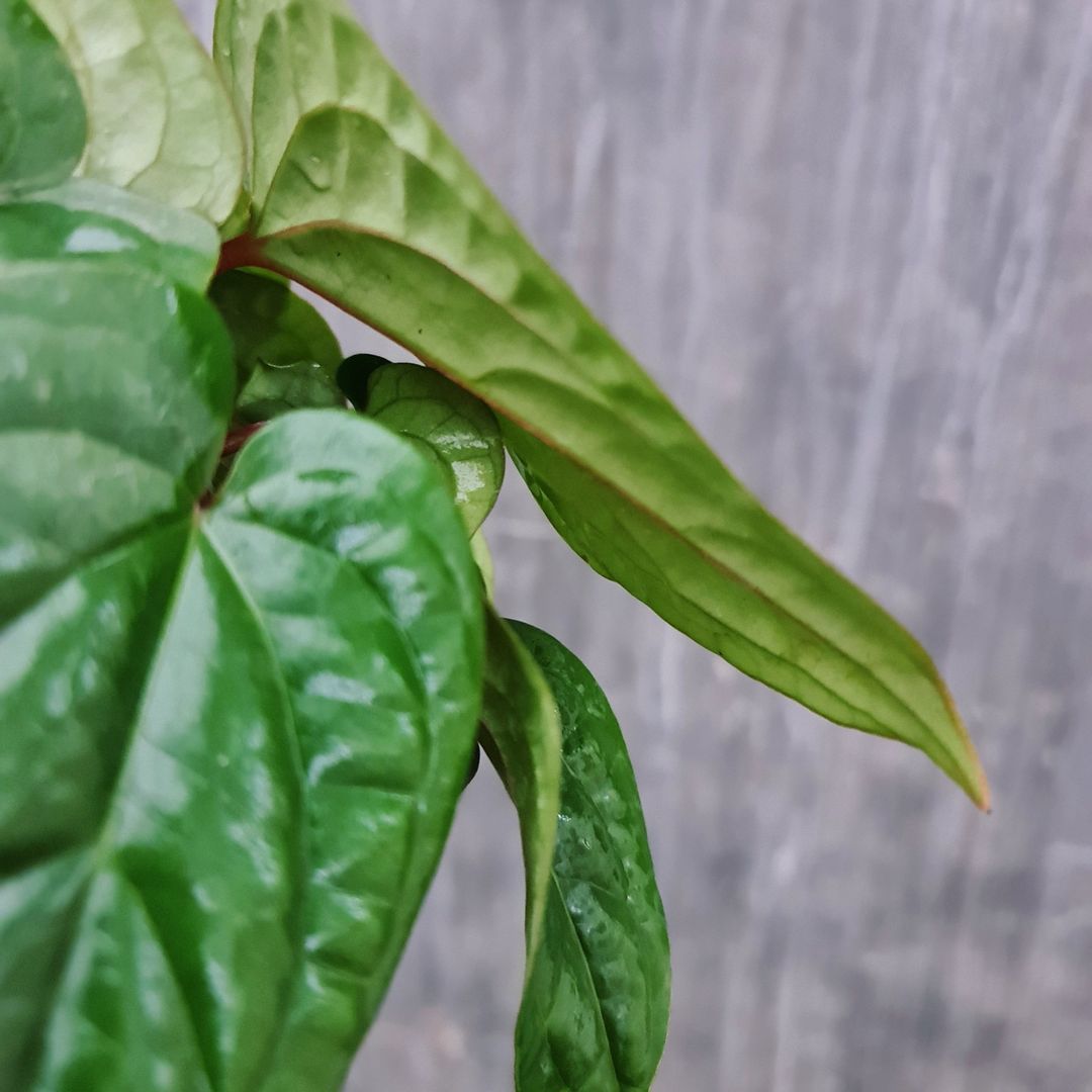 Anthurium Radicans x Luxurians Tropical Plants KOKONATPLANT