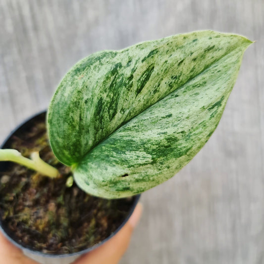 Scindapsus Treubii Moonlight Mint Variegated Tropical plants KOKONATPLANT