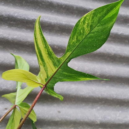 Philodendron Florida Beauty Variegated Tropical Plants KOKONATPLANT