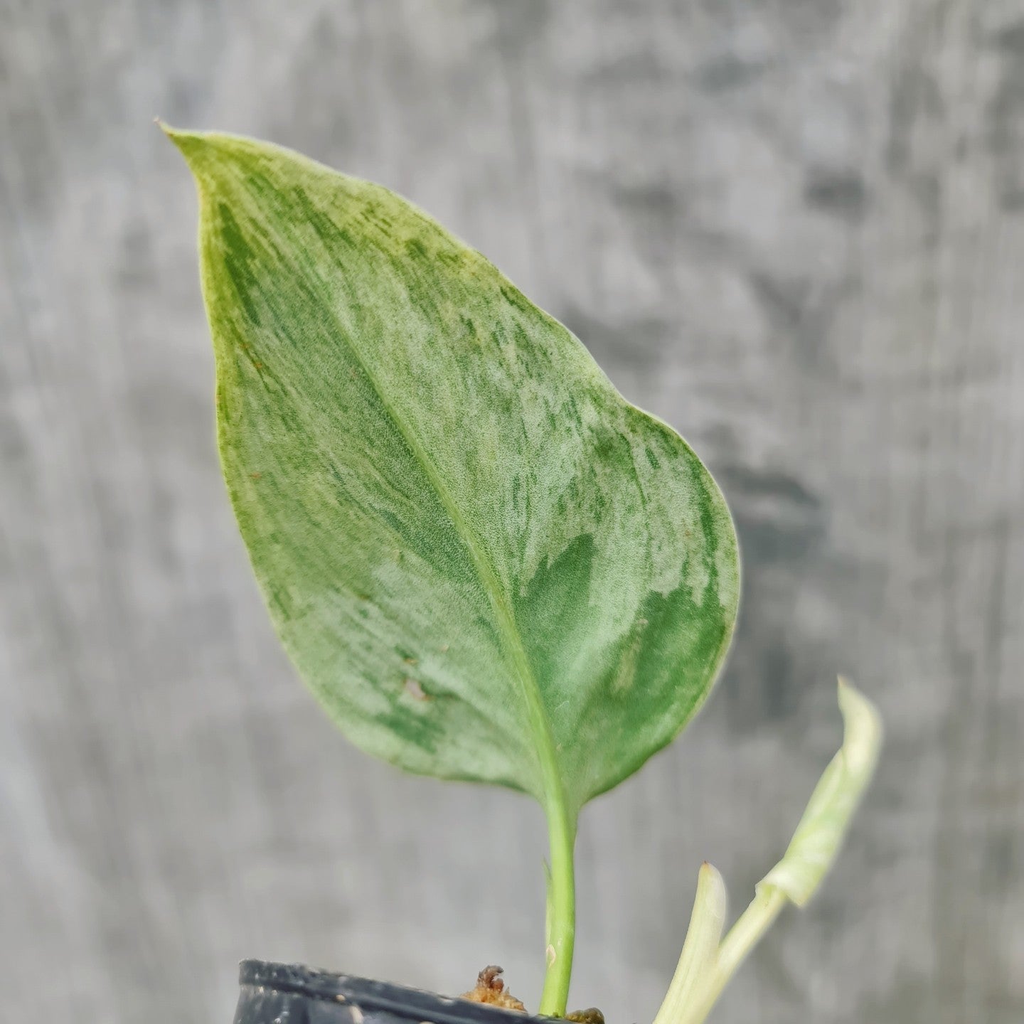 Scindapsus Treubii Moonlight Mint Variegated Tropical plants KOKONATPLANT