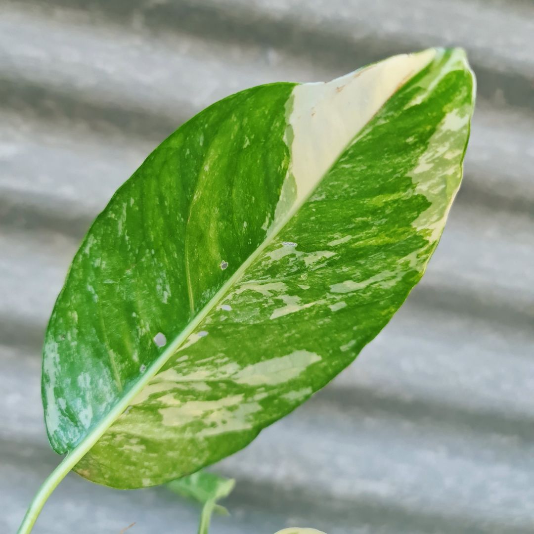 Epipremnum Pinnatum Variegated small KOKONATPLANT