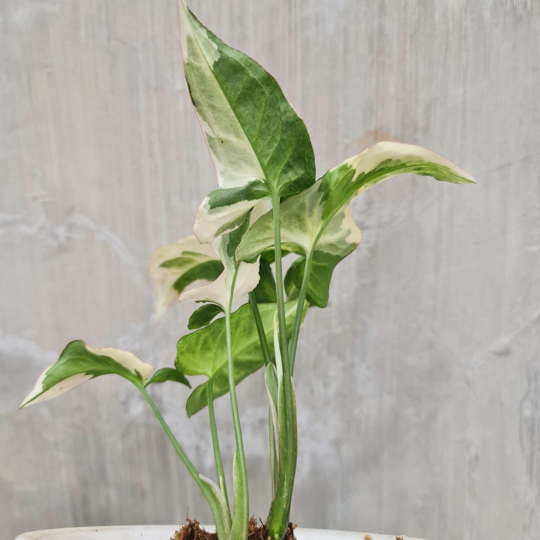 Syngonium T25 Tropical Plants KOKONATPLANT