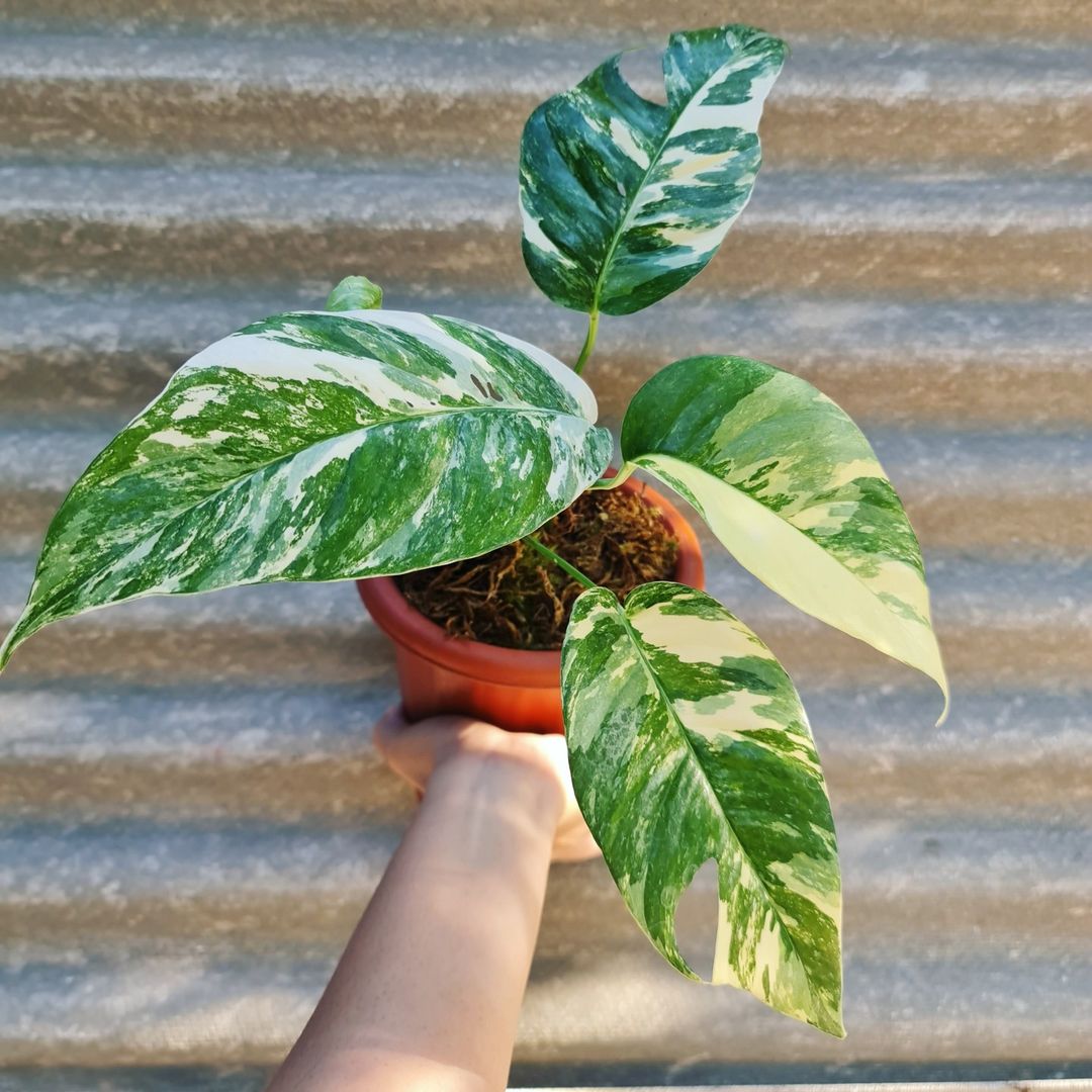 Epipremnum Pinnatum Variegated small KOKONATPLANT