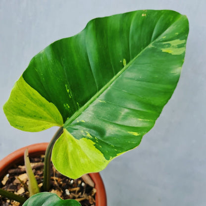 philodendron jungle fever variegated Philodendron Jungle Fever Variegated Tropical Plants KOKONATPLANT
