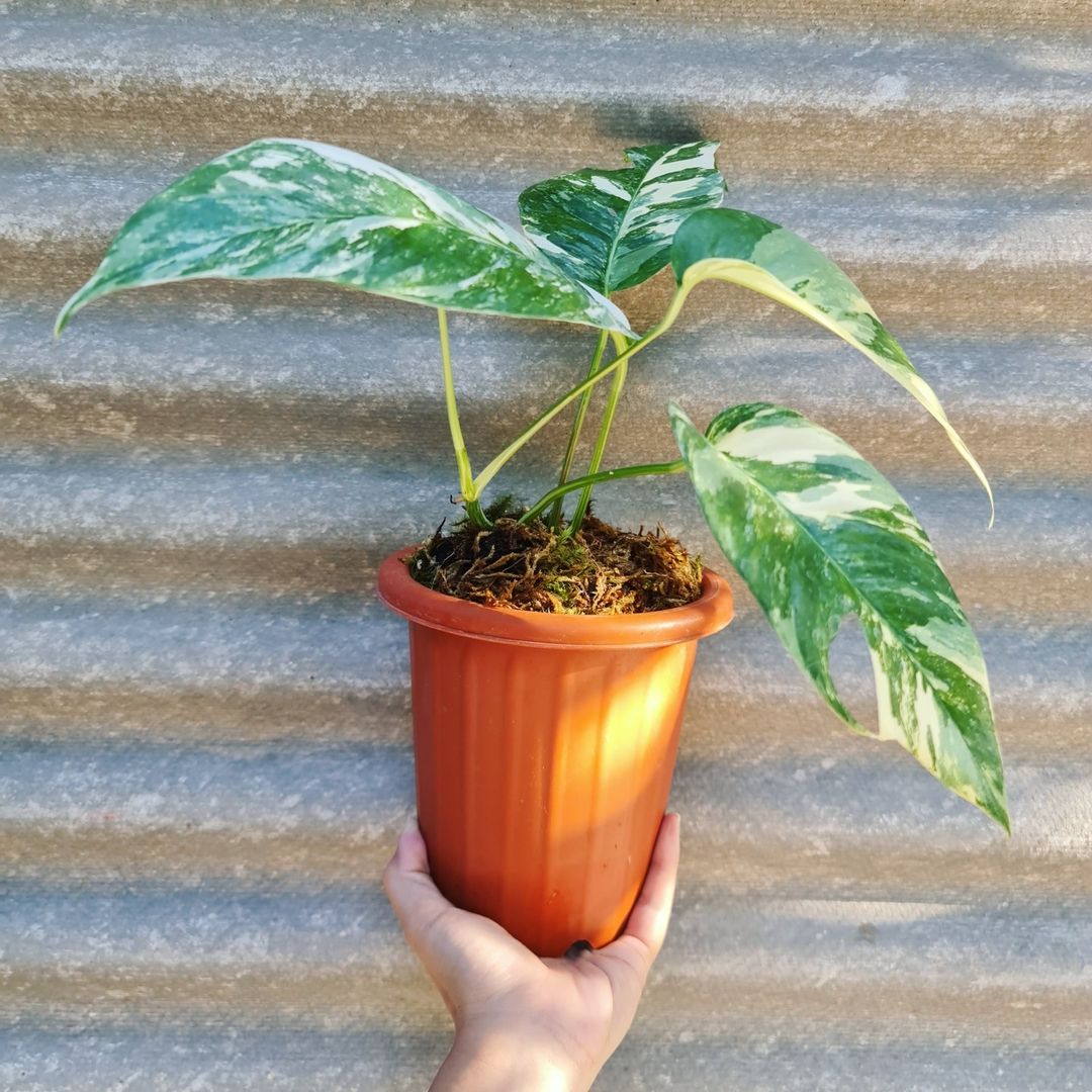 Epipremnum Pinnatum Variegated small KOKONATPLANT