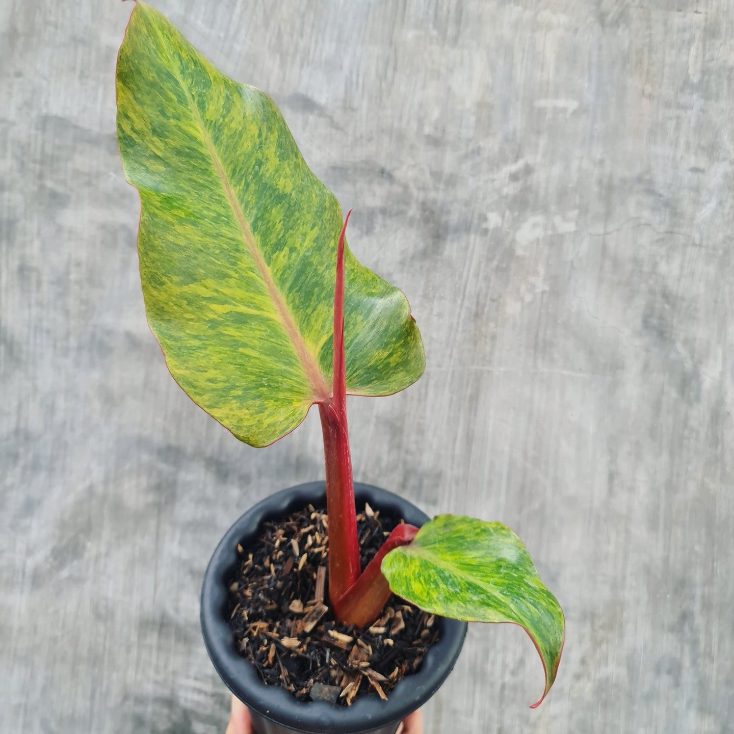 Philodendron Prince of Orange Marmalade Tropical Plants KOKONATPLANT