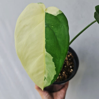 Syngonium Ciapense Variegated Tropical Plants KOKONATPLANT