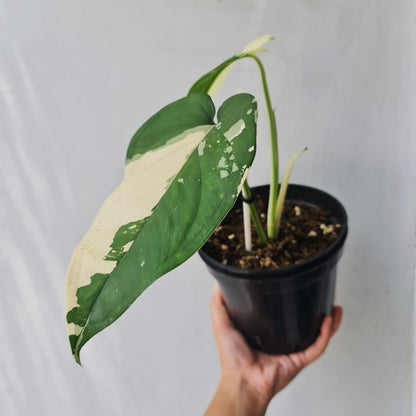 Syngonium Ciapense Variegated Tropical Plants KOKONATPLANT