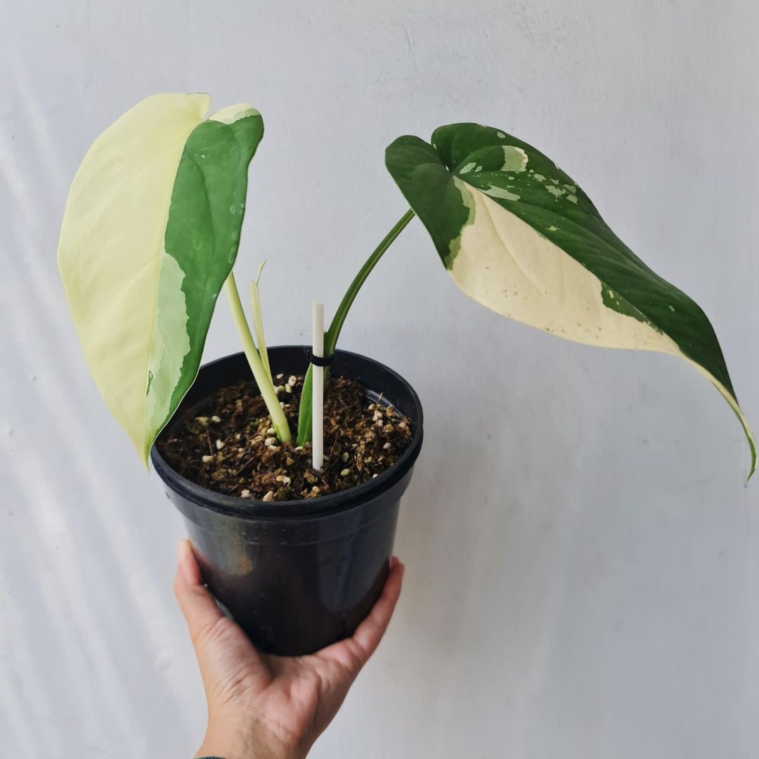 Syngonium Ciapense Variegated Tropical Plants KOKONATPLANT