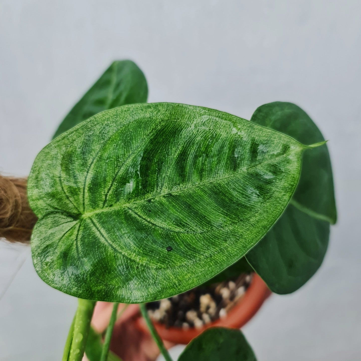 Syngonium Macrophyllum Frosted Heart Tropical Plants KOKONATPLANT