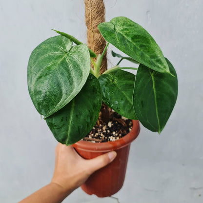 Syngonium Macrophyllum Frosted Heart Tropical Plants KOKONATPLANT