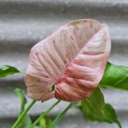 Syngonium Pink Spot variegated tropical plants KOKONATPLANT