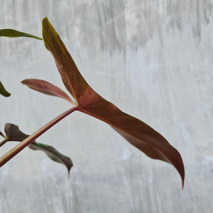 Philodendron Mexicanum Bicolor Tropical Plants KOKONATPLANT
