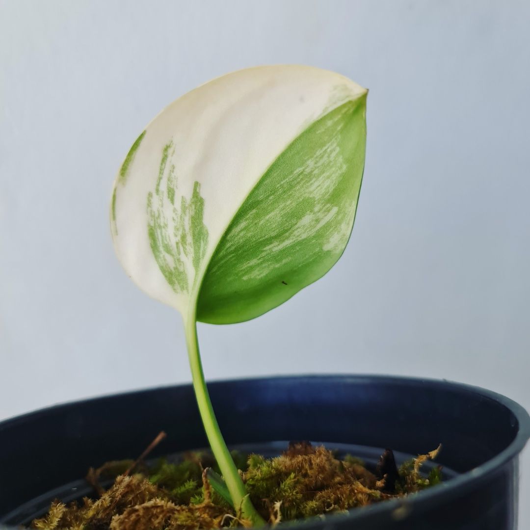 Scindapsus Rubicon White Variegated Tropical Plants KOKONATPLANT